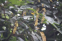 Paracroton pendulus subsp. zeylanicus